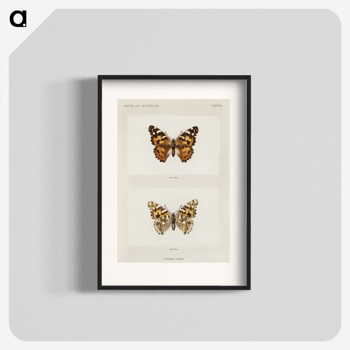 1-8_Moths-and-Butterflies-of-the-United-States_blk