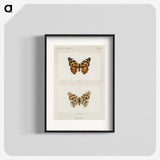 1-8_Moths-and-Butterflies-of-the-United-States_blk