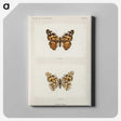 1-8_Moths-and-Butterflies-of-the-United-States_canvas