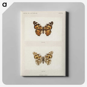 1-8_Moths-and-Butterflies-of-the-United-States_canvas