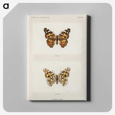 1-8_Moths-and-Butterflies-of-the-United-States_canvas