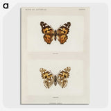 1-8_Moths-and-Butterflies-of-the-United-States_picture-crop