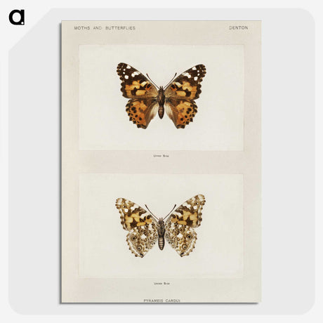 1-8_Moths-and-Butterflies-of-the-United-States_picture-crop