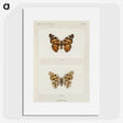 1-8_Moths-and-Butterflies-of-the-United-States_picture