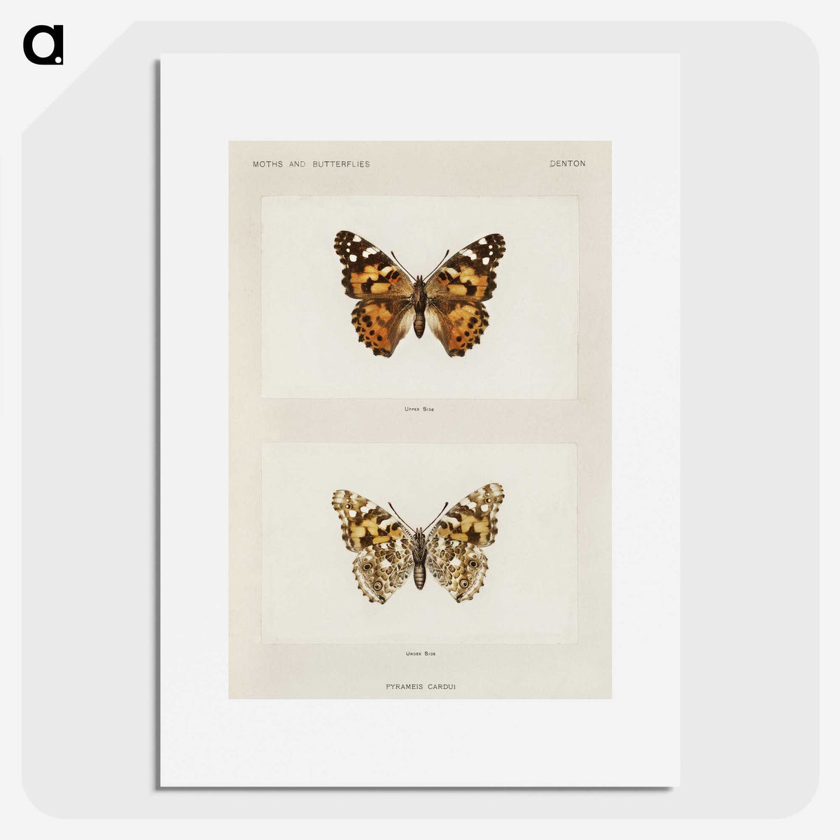 1-8_Moths-and-Butterflies-of-the-United-States_picture