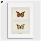 1-8_Moths-and-Butterflies-of-the-United-States_picture