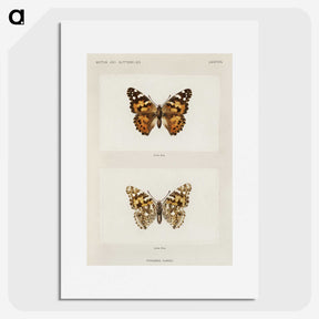 1-8_Moths-and-Butterflies-of-the-United-States_picture