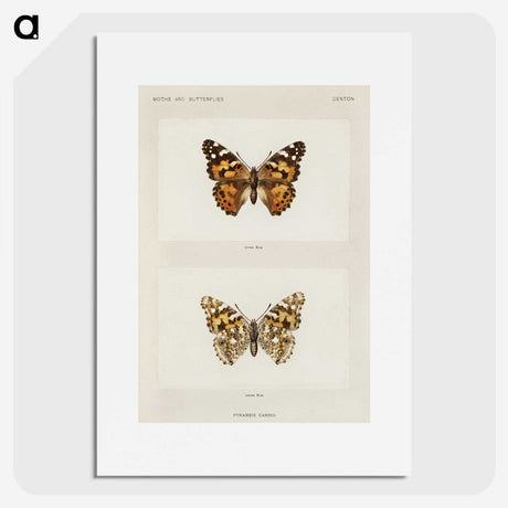 1-8_Moths-and-Butterflies-of-the-United-States_picture