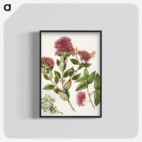 1-8_Native-Flowering-Plants-of-New-Zealand_blk-crop