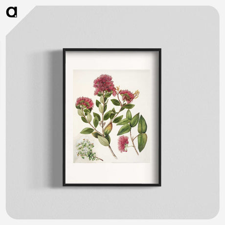 1-8_Native-Flowering-Plants-of-New-Zealand_blk