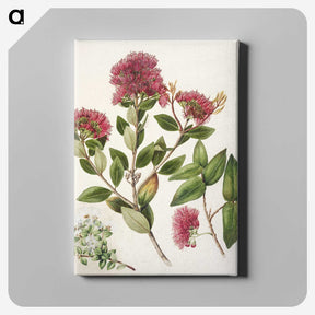 1-8_Native-Flowering-Plants-of-New-Zealand_canvas
