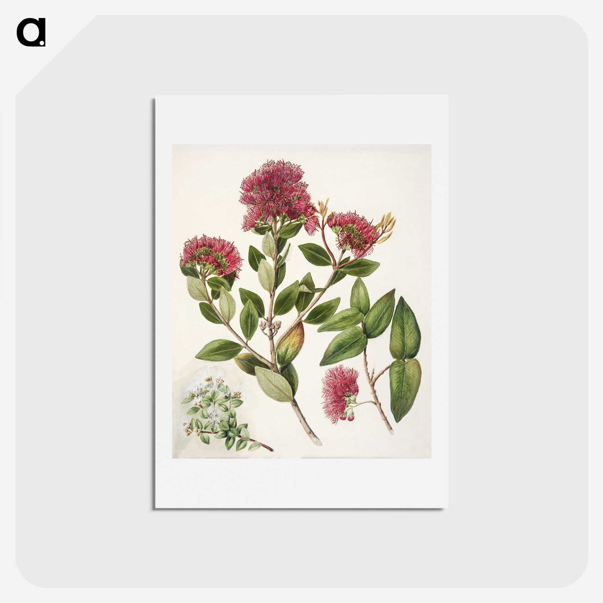 1-8_Native-Flowering-Plants-of-New-Zealand_hagaki