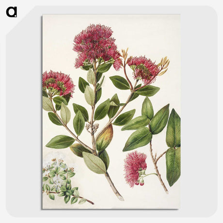 1-8_Native-Flowering-Plants-of-New-Zealand_picture-crop