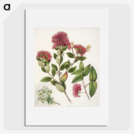 1-8_Native-Flowering-Plants-of-New-Zealand_picture