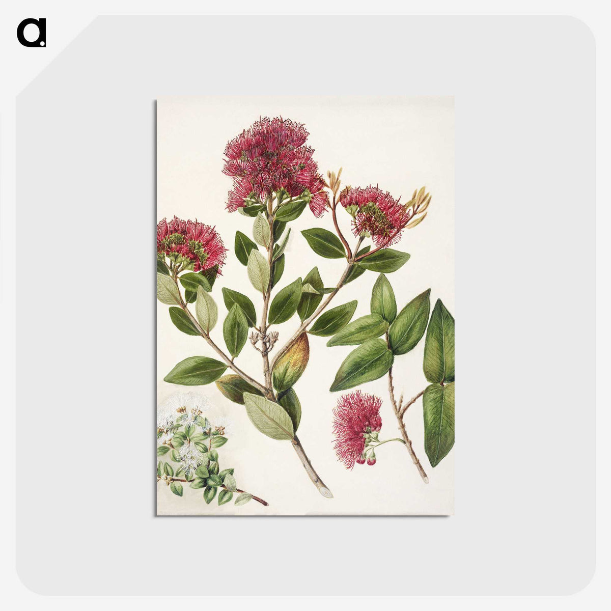 1-8_Native-Flowering-Plants-of-New-Zealand_postcard