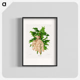 1-8_Nederlandsche-Flora-en-Pomona_blk