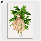 1-8_Nederlandsche-Flora-en-Pomona_picture-crop