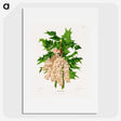 1-8_Nederlandsche-Flora-en-Pomona_picture