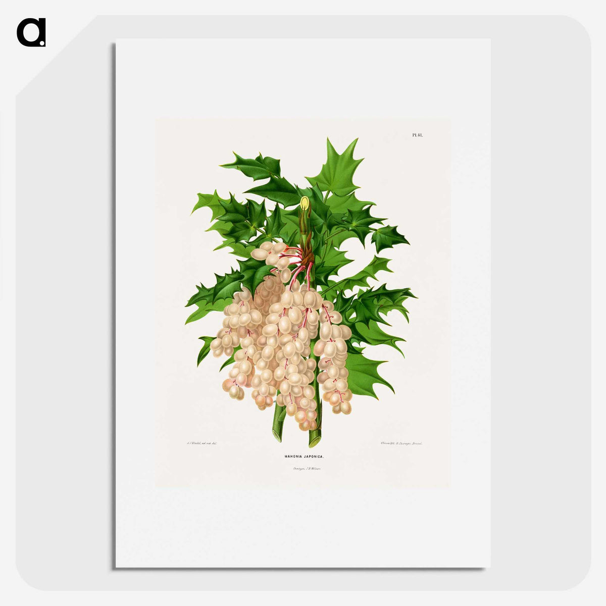 1-8_Nederlandsche-Flora-en-Pomona_picture