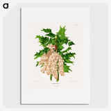 1-8_Nederlandsche-Flora-en-Pomona_picture