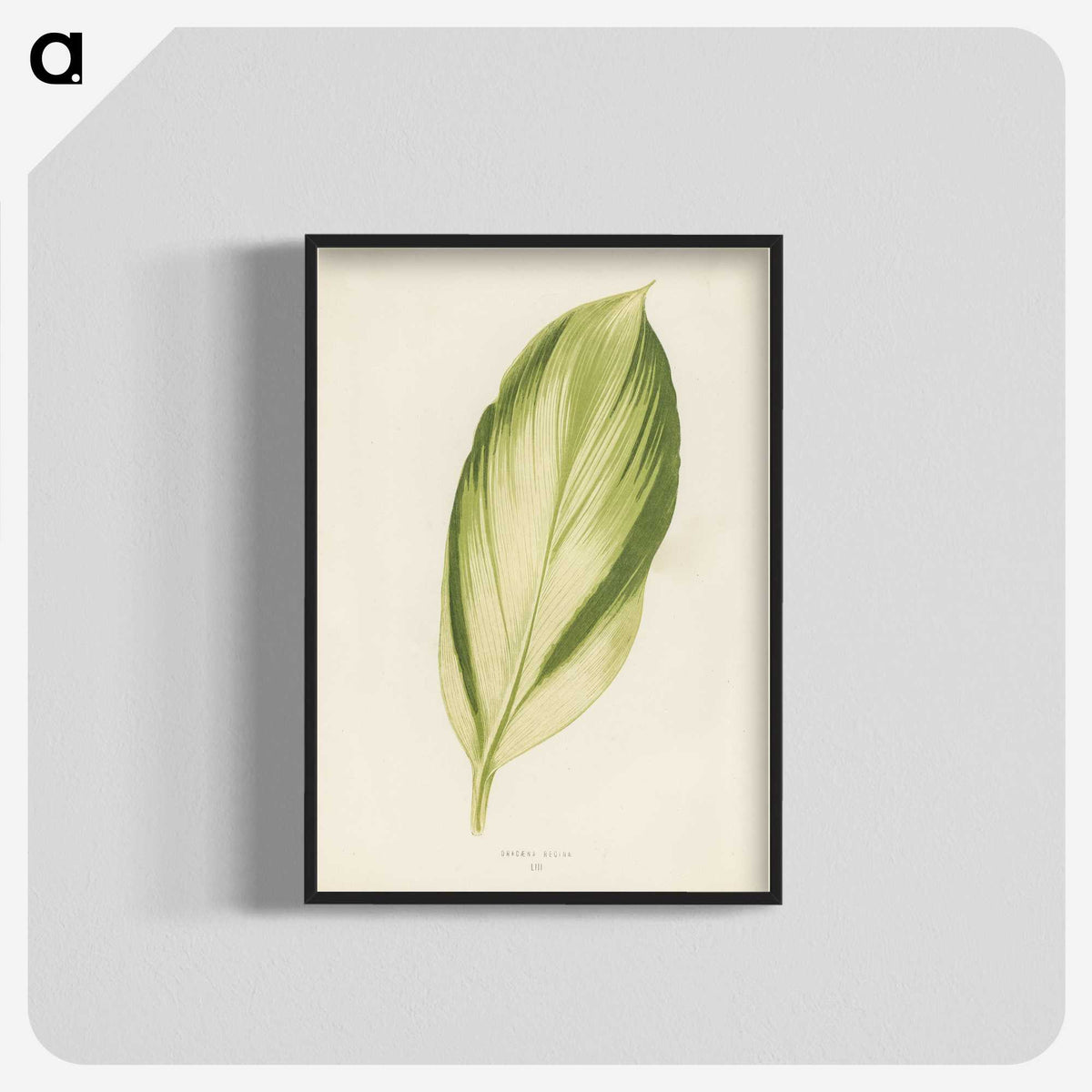 1-8_New-and-Rare-Beautiful-Leaved-Plants_blk-crop