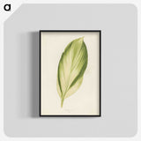 1-8_New-and-Rare-Beautiful-Leaved-Plants_blk-crop