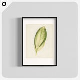 1-8_New-and-Rare-Beautiful-Leaved-Plants_blk