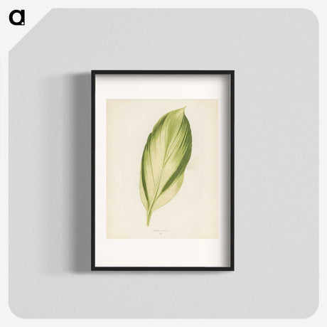 1-8_New-and-Rare-Beautiful-Leaved-Plants_blk