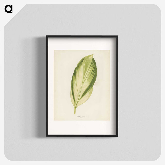 1-8_New-and-Rare-Beautiful-Leaved-Plants_blk