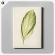 1-8_New-and-Rare-Beautiful-Leaved-Plants_canvas
