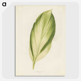 1-8_New-and-Rare-Beautiful-Leaved-Plants_picture-crop