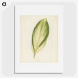 1-8_New-and-Rare-Beautiful-Leaved-Plants_picture