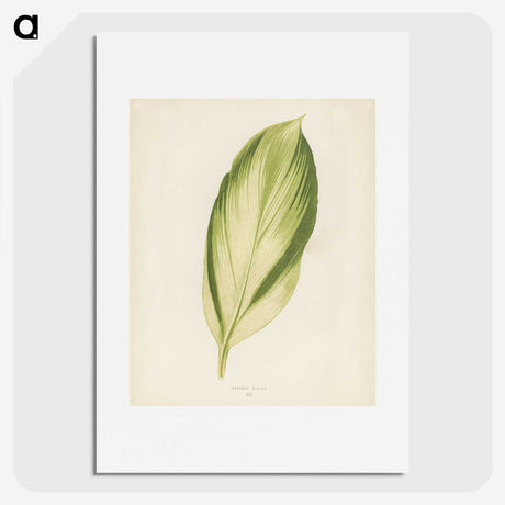 1-8_New-and-Rare-Beautiful-Leaved-Plants_picture