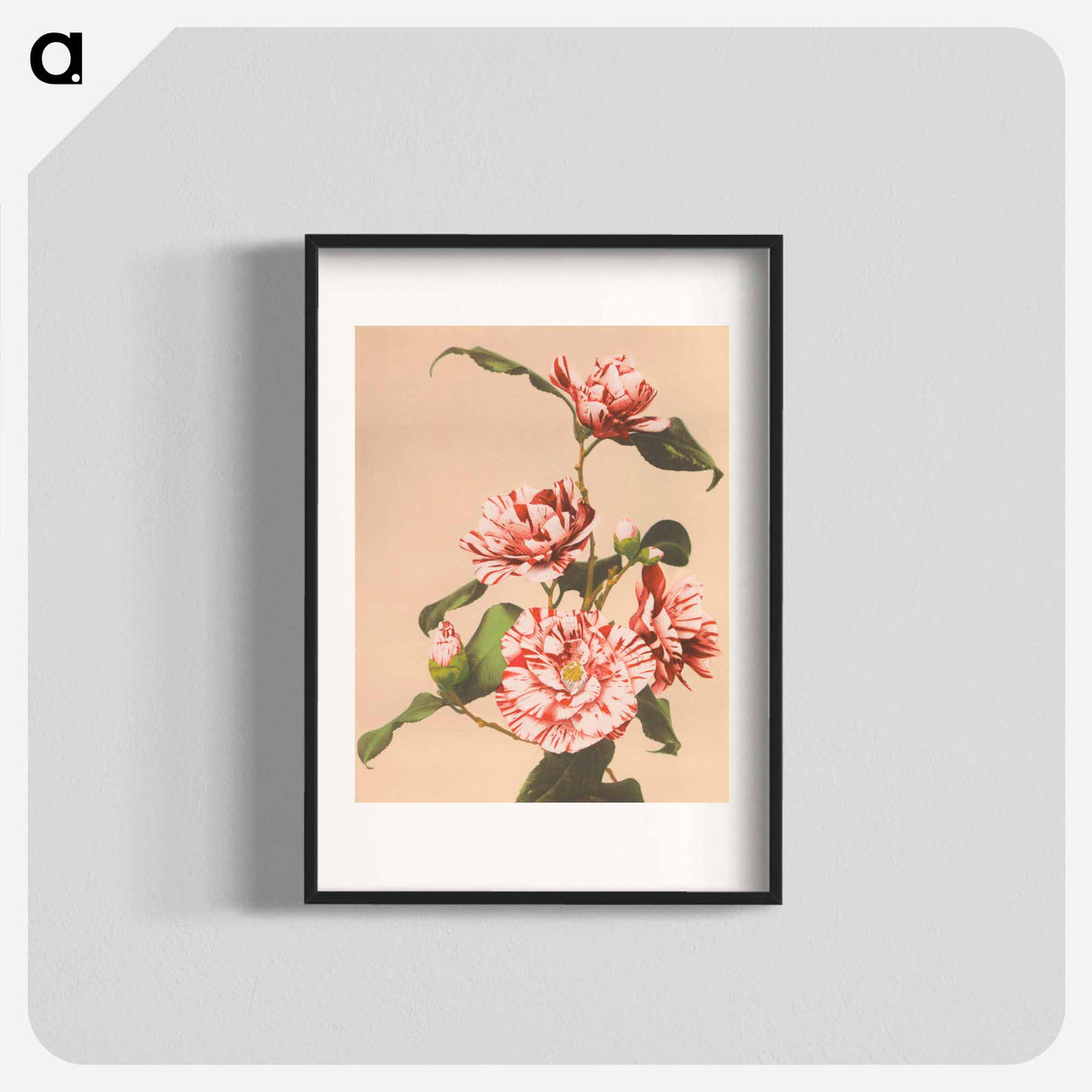 Striped Camellias - Kazumasa Ogawa Poster.