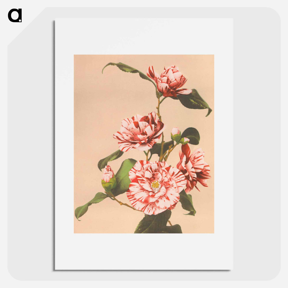 Striped Camellias - Kazumasa Ogawa Poster.