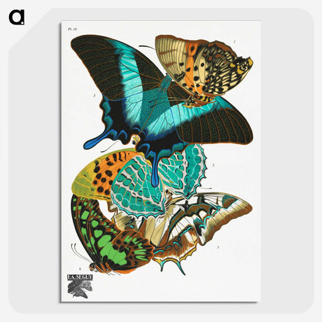 1-8_Papillons_picture-crop
