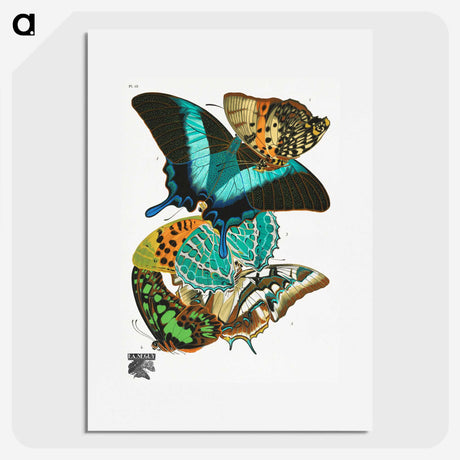 1-8_Papillons_picture