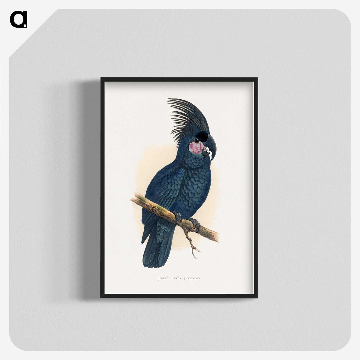 1-8_Parrots-in-Captivity_blk-crop