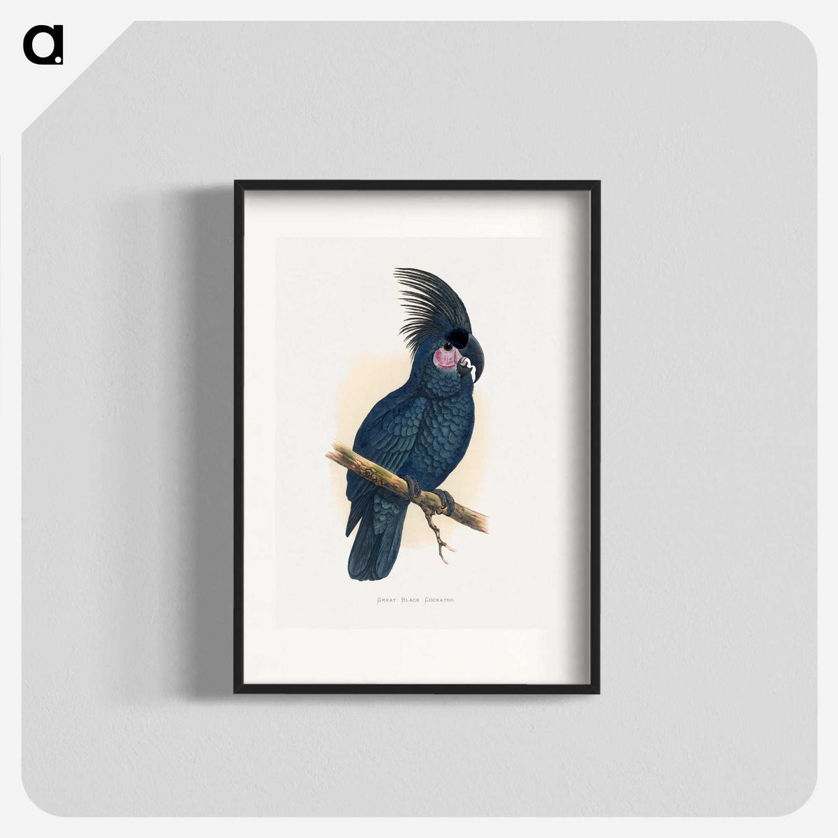 1-8_Parrots-in-Captivity_blk