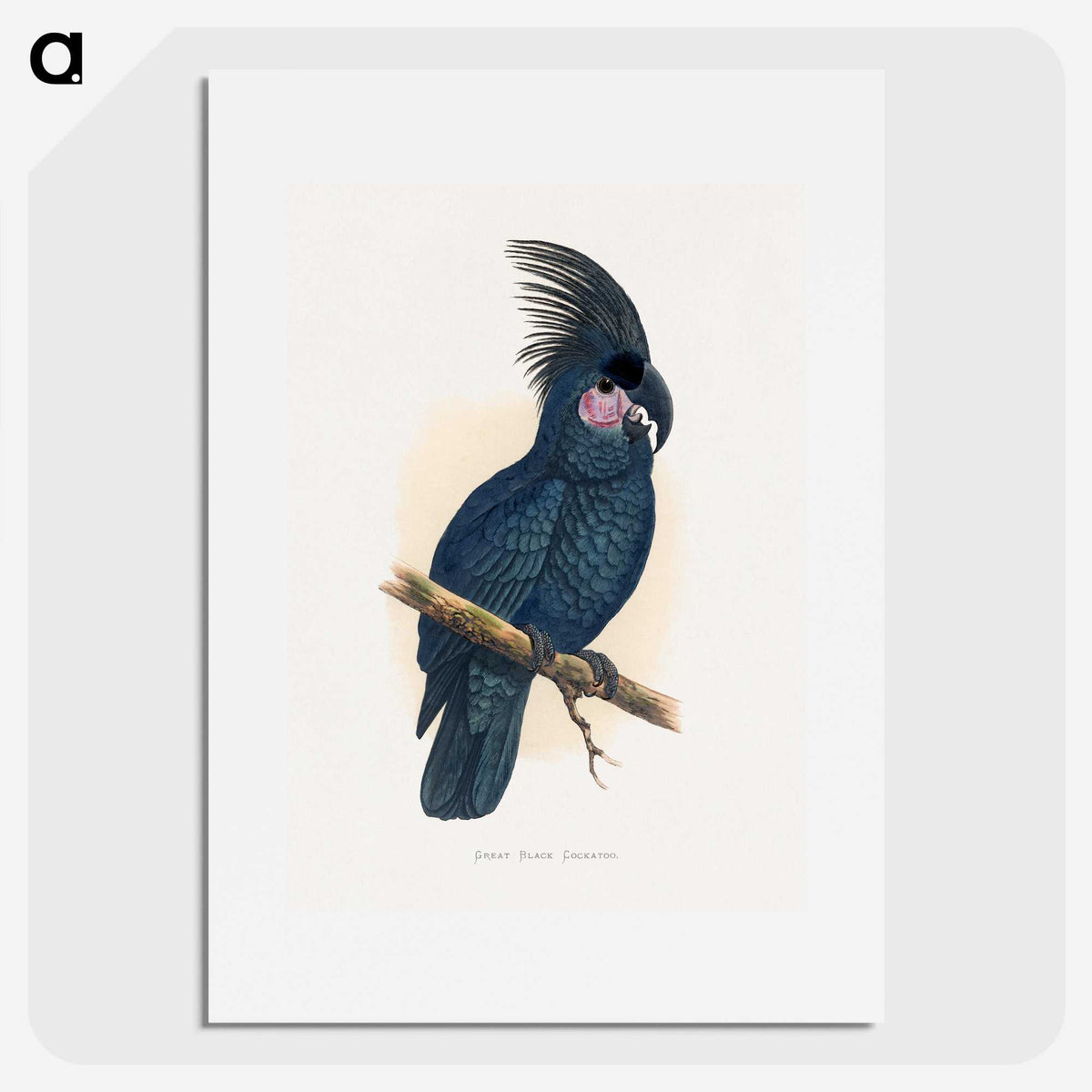 1-8_Parrots-in-Captivity_picture