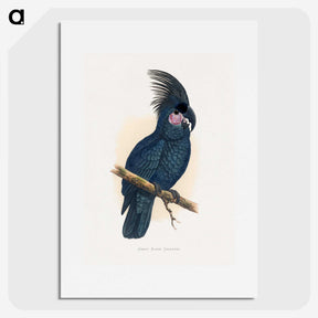 1-8_Parrots-in-Captivity_picture