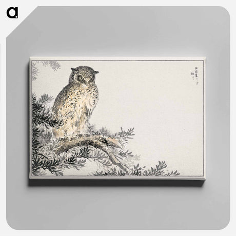 アートパネル-Japanese Scops Owl and Fir
 - 鳥類図鑑 Canvas.