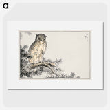 アートポスター-Japanese Scops Owl and Fir
 - 鳥類図鑑 Poster.