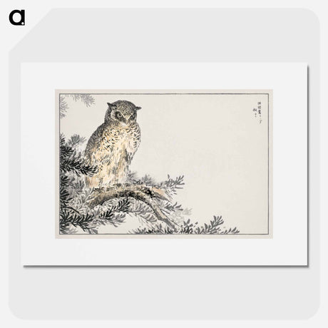 アートポスター-Japanese Scops Owl and Fir
 - 鳥類図鑑 Poster.