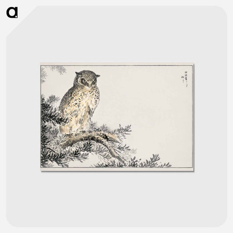 アートポストカード-Japanese Scops Owl and Fir
 - 鳥類図鑑 Postcard.