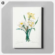 アートパネル-Double Daffodil - ピエール ジョゼフ ルドゥーテ Canvas.