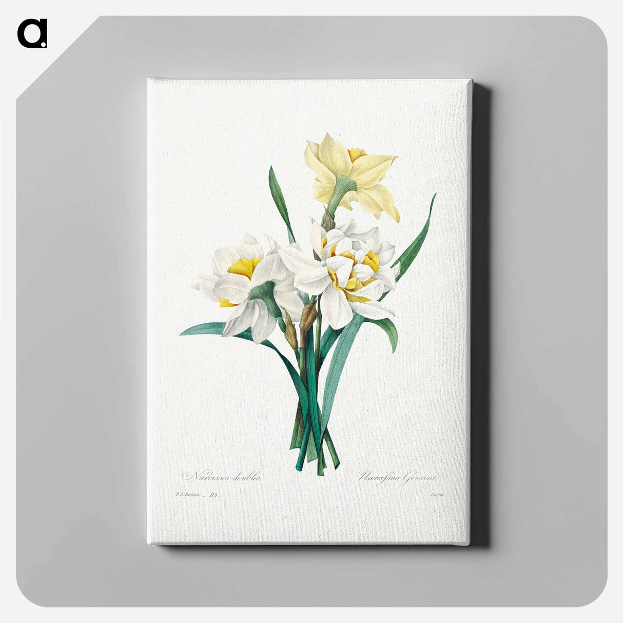アートパネル-Double Daffodil - ピエール ジョゼフ ルドゥーテ Canvas.