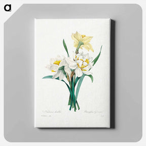 アートパネル-Double Daffodil - ピエール ジョゼフ ルドゥーテ Canvas.