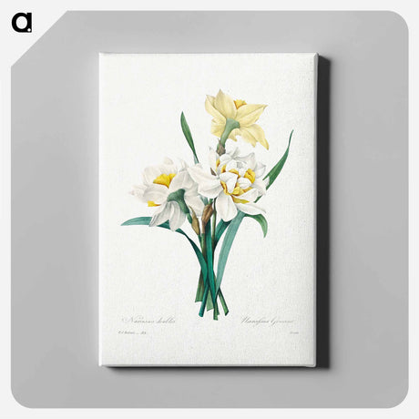 アートパネル-Double Daffodil - ピエール ジョゼフ ルドゥーテ Canvas.