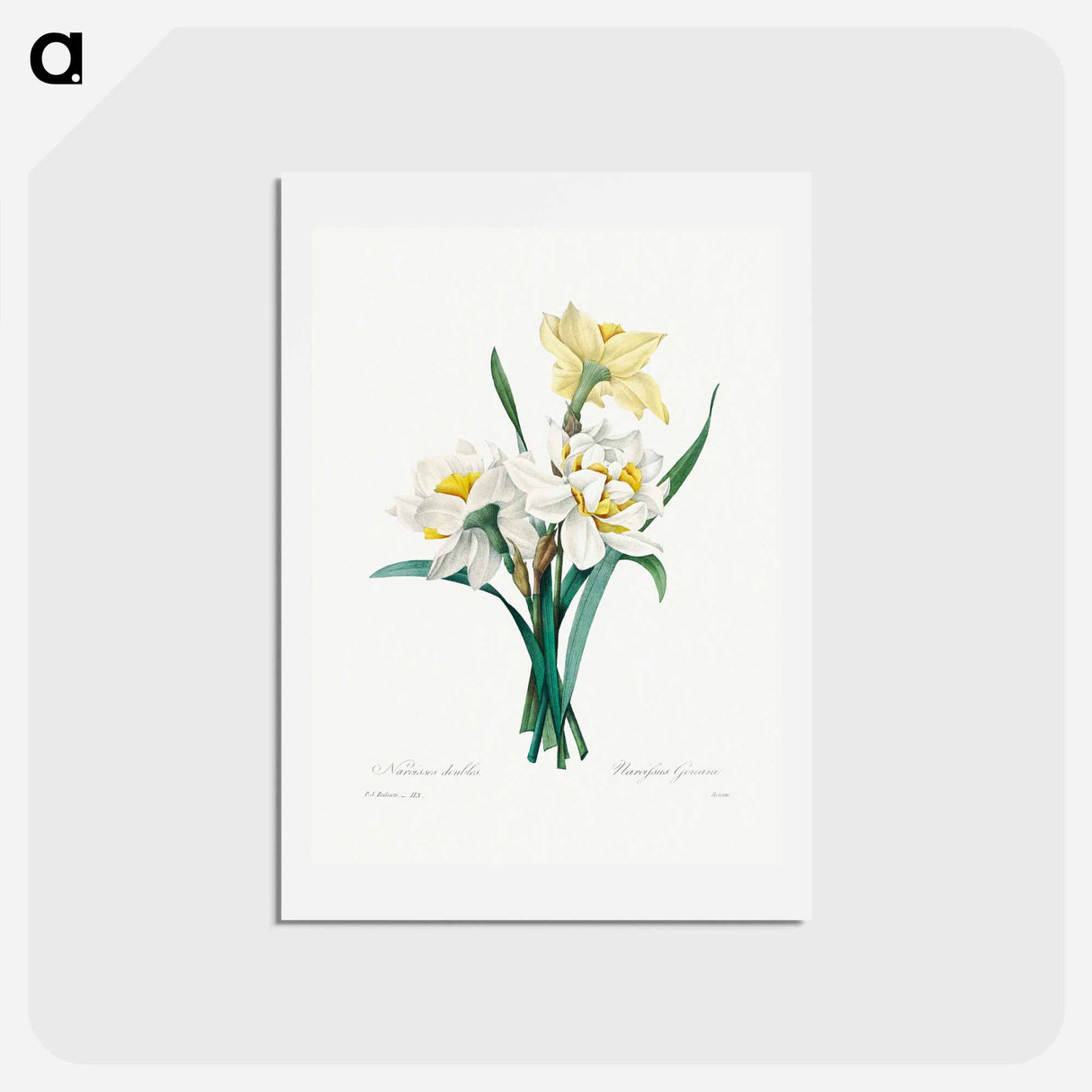 アートポストカード-Double Daffodil - ピエール ジョゼフ ルドゥーテ Postcard.